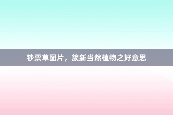 钞票草图片，簇新当然植物之好意思